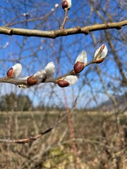 spring buds of willow