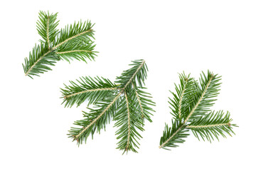 Green fir branches isolated on white background. Item for packaging, design, mockup.