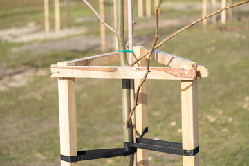 Tree Supports-young trees being supported by wooden stakes. Young tree sapling propped and supported by the wooden slats and tied by tape stringon. Trees with three stakes for support.