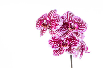 Beautiful Phalaenopsis orchid flowers, isolated on white background. Orchid on a white background....