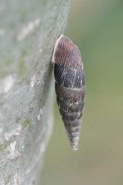 Vertical closeup on a two lipped or Thames door snail, Alinda biplicata and a trunk of a tree