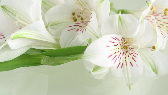 Floral background with a white alstroemeria rotates, macro. White flowers background.