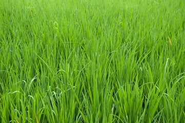 Ubud Bali Indonesia Rice / Paddy fields in the countryside close to Ubud.