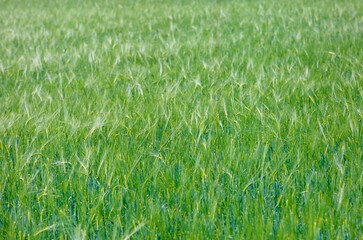 Bergamo Italy Wheat field.