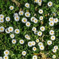 Spring background daisies in a field. Creative flower concept. 