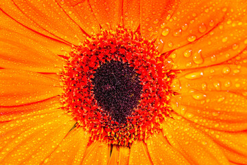 Closeup of orange gerber with water droplets