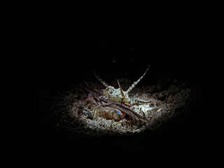 Bobbit Bobbit Worm at night (Eunice aphroditois)II