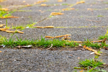 paving slabs overgrown with weeds and moss