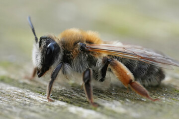 Closeup on a female of the Grey-gastered mining bee, Andrena tibialis sitting on wood