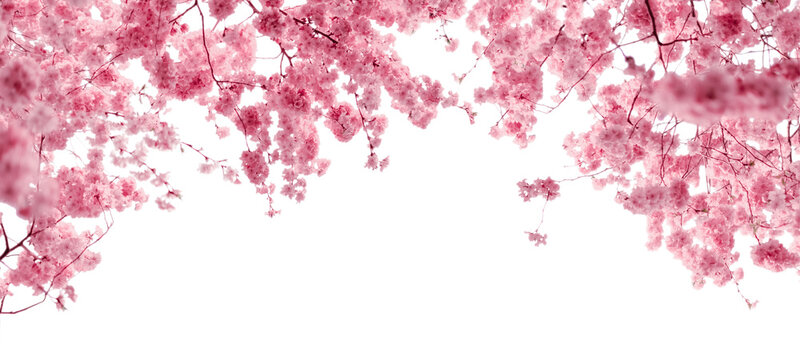 Sakura cherry blossom branches with pink flowers forming frame on transparent background
