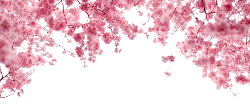 Sakura cherry blossom branches with pink flowers forming frame on transparent background