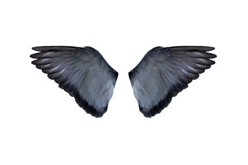 angel wings isolated on black