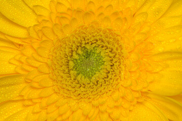 Closeup of yellow gerber with water droplets