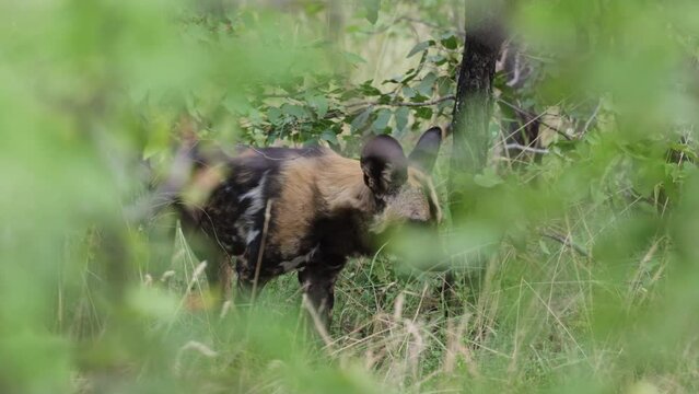 African wild dog in thick mopani bushes.