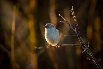 a sparrow perched on a twig in the sunrise at a spring morning © Chamois huntress