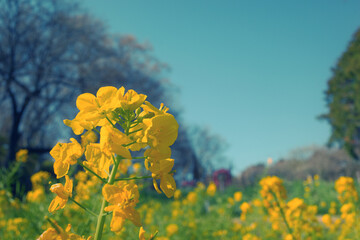 春の菜の花の黄色
