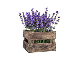 A bouquet of lavender in a rustic wooden crate vase, isolated, transparent background.