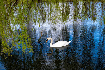 Mute swan swimming in a pond under the cover of a weeping willow tree © yackers1