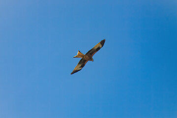 flying red kite, milvus milvus, on the blue sky at a sunny spring day is looking for food