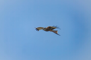 flying red kite, milvus milvus, on the blue sky at a sunny spring day is looking for food