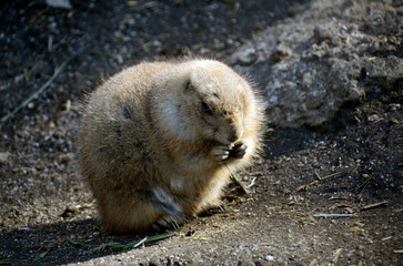 プレーリードッグ