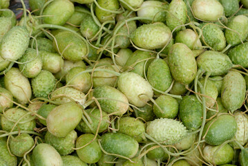 Amsterdam Zuidoost Burr Gherkin - Surinaamse wilde augurk - Cucumis anguria for sale on a market.