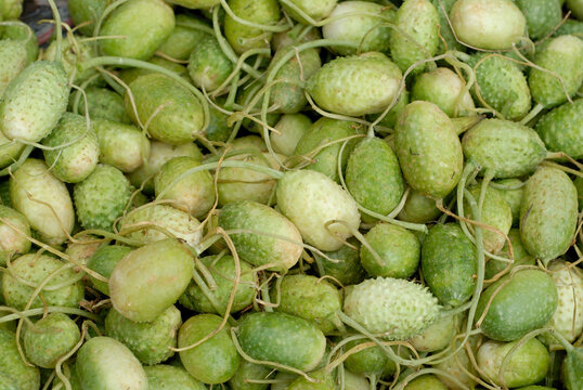 Amsterdam Zuidoost Burr Gherkin - Surinaamse wilde augurk - Cucumis anguria for sale on a market.