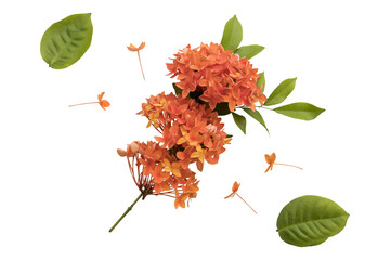 orange flowers rubiaceae local flora of asia arrangement flat lay postcard style 