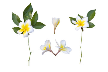 white, yellow flowers frangipani local flora arrangement flat lay postcard style 