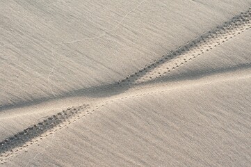 Ijmuiden / Zandvoort. Bicycle tracks in the sand - obrazy, fototapety, plakaty