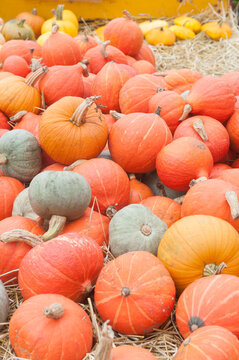 Beilen The Netherlands Pumpkins for sale on the side of the road.