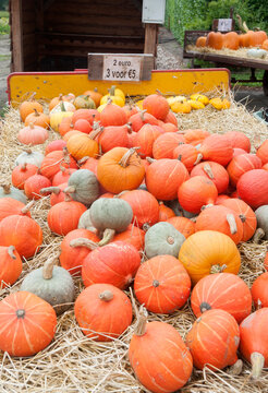 Beilen The Netherlands Pumpkins for sale on the side of the road.