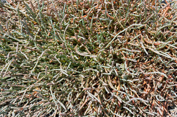 Nelson New Zealand Waimea Inlet Sarcocornia quinqueflora, aka beaded samphire, bead weed, beaded glasswort or glasswort