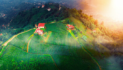 The most beautiful tea gardens in the world