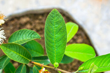 Guava leaf, Guava leaves, Guava foliage, Macro shot