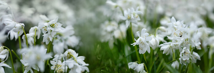 biała wiosenna rabata z białą cebulica syberyjska (Scilla siberica) - obrazy, fototapety, plakaty