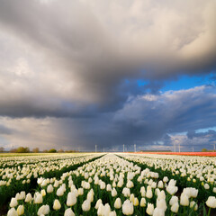 A field of tulips during storm, Netherlands. Agriculture in Holland. Rows on the field. Landscape with flowers during day time. Clouds as a background. - 766233029