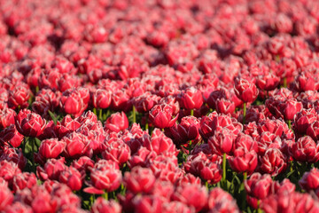 Red tulips as a background. Floral background. A field with rows of tulips. Beginning of the agricultural season in the Netherlands. - 766233880