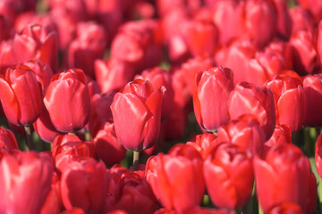 Red tulips as a background. Floral background. A field with rows of tulips. Beginning of the agricultural season in the Netherlands. - 766234210