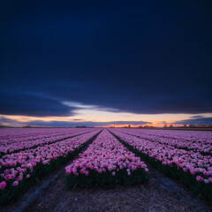 Netherlands. A field of tulips during sunset. Rows on the field. Agriculture in the Holland. Landscape with flowers during sunset. Photo for wallpaper and background. - 766234227