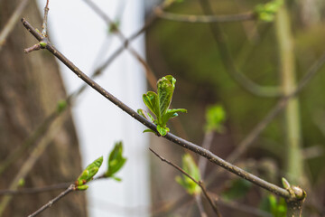 The first buds sprout in spring