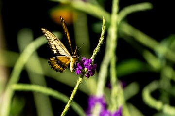 butterfly on flower
