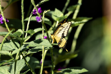 butterfly on flower