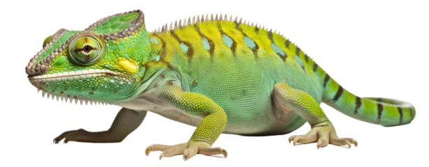 Foto op Canvas lizard chameleon on white background © Jo