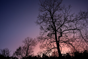 silhouette d'un arbre