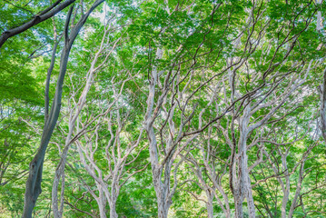 密生するサルスベリの木々