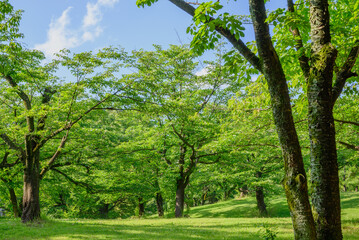 青空と野原の木々