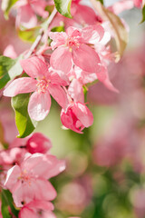 Blooming branch of Apple Tree in Spring, Pink flowers with tender petals close-up on soft-focus blurred background, copy space gentle beauty of sping season flowers, macro nature photo