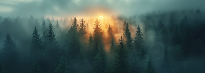 Ultrawide Foggy Tree Tops Forest With Sunset Background	