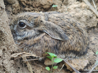 Close-up of a forest bunny.